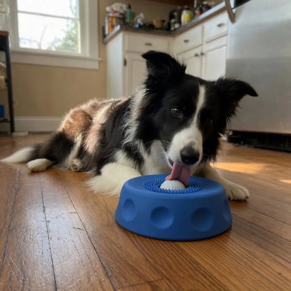 PawPace 2-in-1 Slow Feeder & Lick Bowl